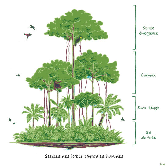 Magazine Les Cahiers Science et Connaissance : illustration scientifique (2021)